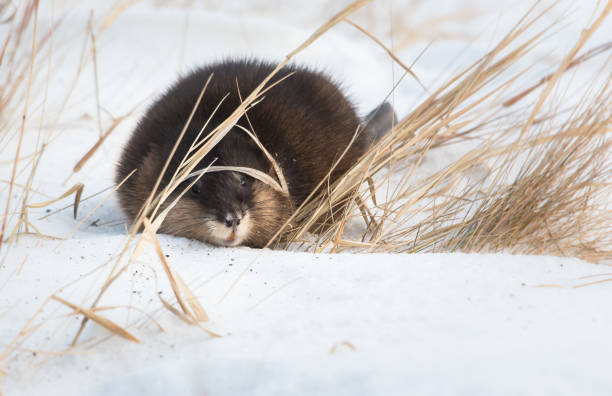istock Muscrat in the wild 1144389672
