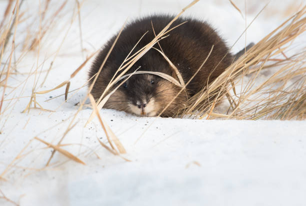 istock Muscrat in the wild 1144389699
