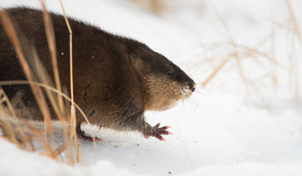 istock Muscrat in the wild 1144389743