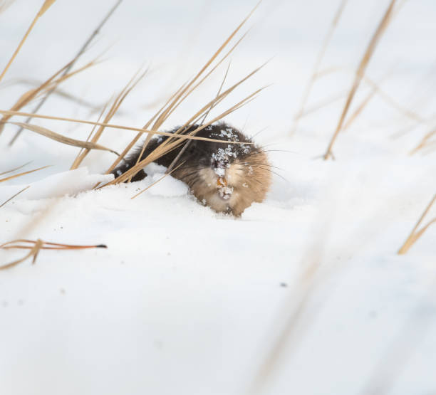 istock Muscrat in the wild 1144389746