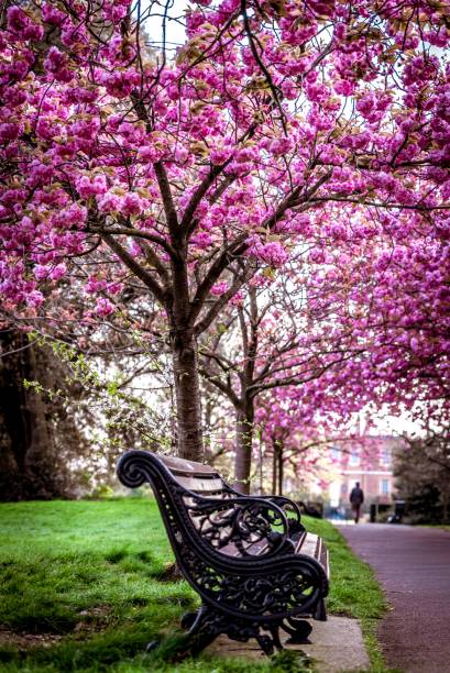 istock Cherry blossom and bench the park 1144391245