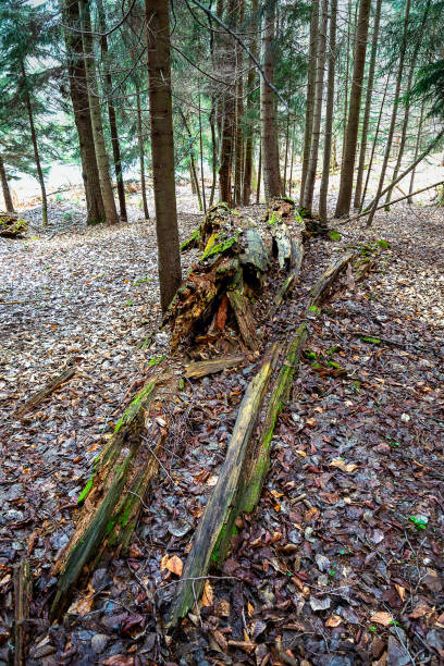 old and fallen trees, leaves covering the ground - uprooted vertical leaf root imagens e fotografias de stock
