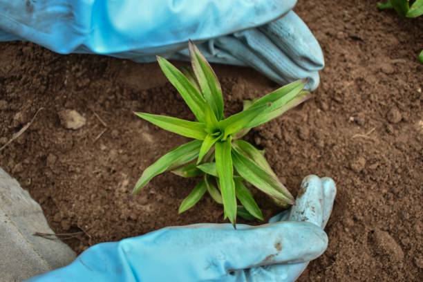istock Spring works in the garden 1144392518