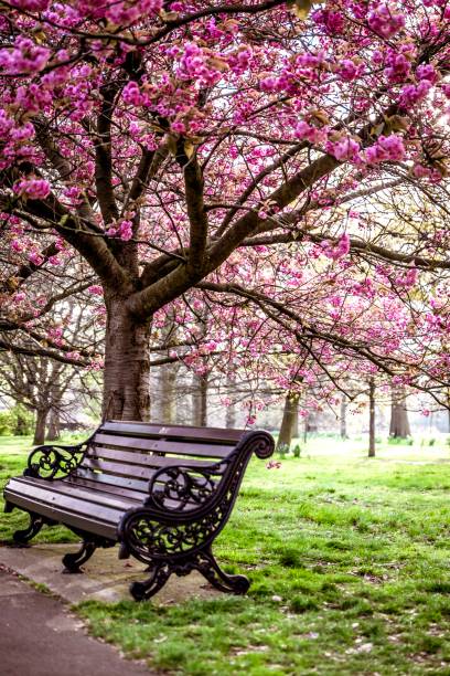 istock Cherry blossom and bench the park 1144392676