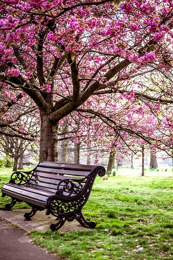 Cherry blossom and bench the park
