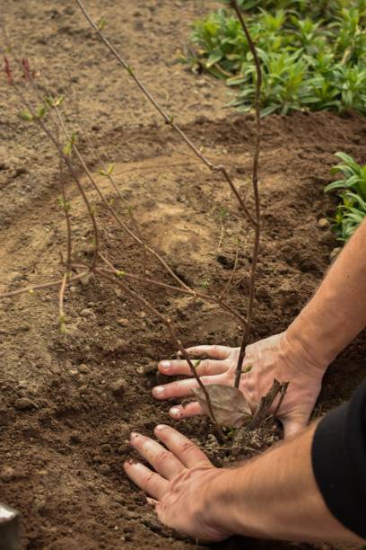 istock Spring works in the garden 1144392726