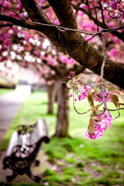 istock Cherry blossom and bench the park 1144392848