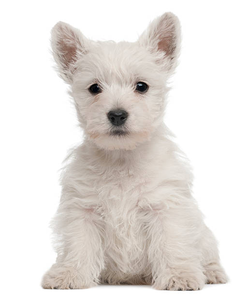 West Highland Terrier puppy, seven weeks old, white background.  west highland white terrier stock pictures, royalty-free photos & images