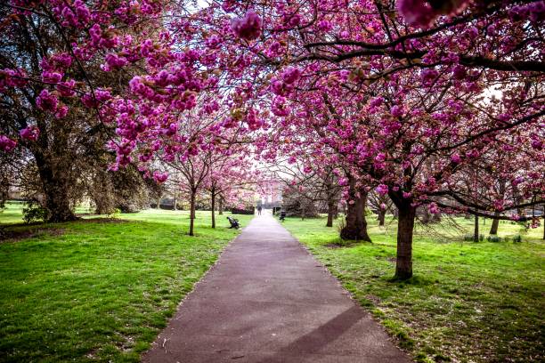 istock Cherry blossom lane in Greenwich park 1144393025