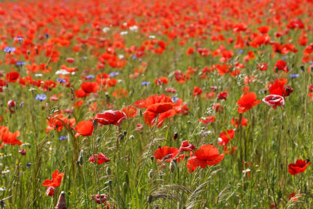 istock Flowers Red poppies blossom on wild field 1144393407