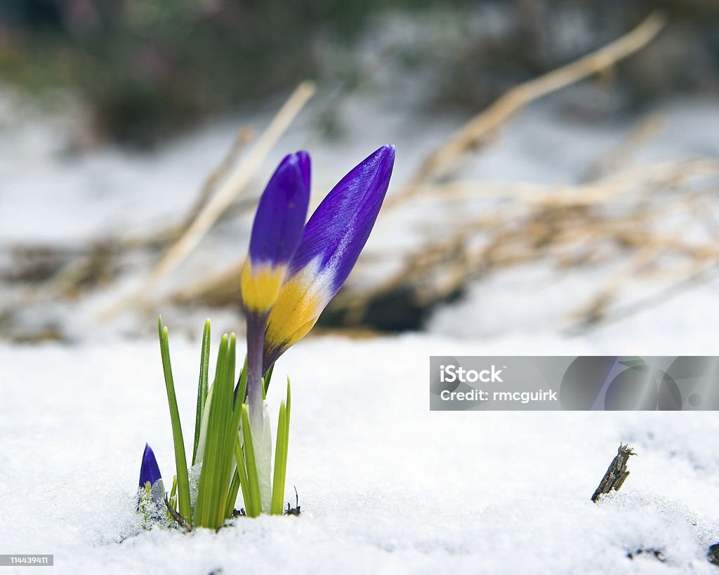 Purple Wiosna Krokus przez Biały śnieg - Zbiór zdjęć royalty-free (Bez ludzi)