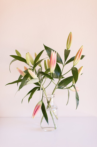 Pink Easter Lily (Lilium Longiflorum) in a glass vase.