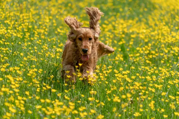 happy cocker spaniel jumping on yellow spring daisy flowers