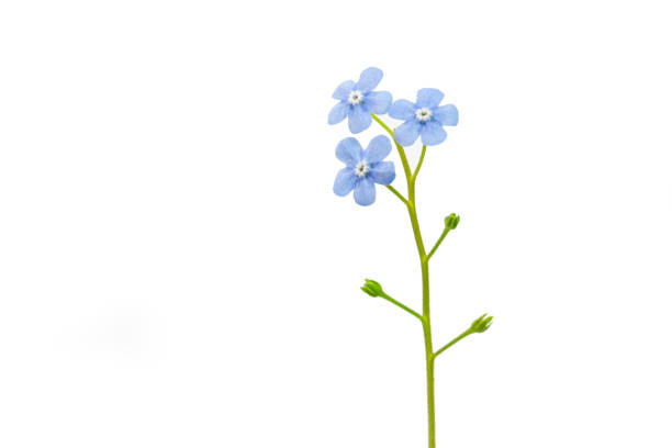 istock Forget me not flowers standing, white background 1144394623