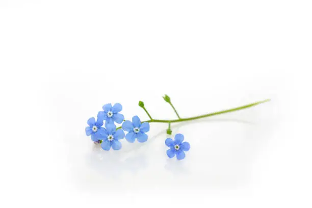 Forget me not flowers on white background