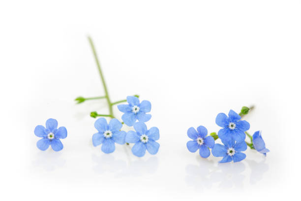 istock Forget me not flowers on white background 1144394642