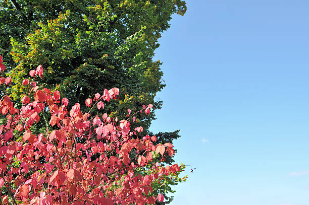 istock Early autumnal colors 114439639