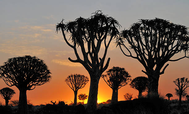 kokerboom sylwetki w zachód słońca w keetmanshoop, namibia - keetmanshoop zdjęcia i obrazy z banku zdjęć