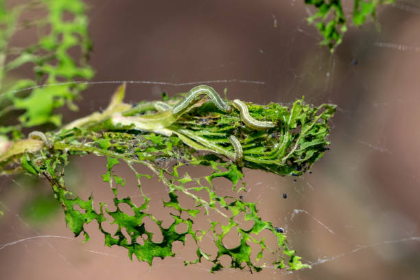 oruga de polilla de invierno (operophtera brumata) son una oruga looper y hilos de seda de giro a través del bosque, destruyendo las hojas y el foilaje de los robles generalmente - foilage fotografías e imágenes de stock