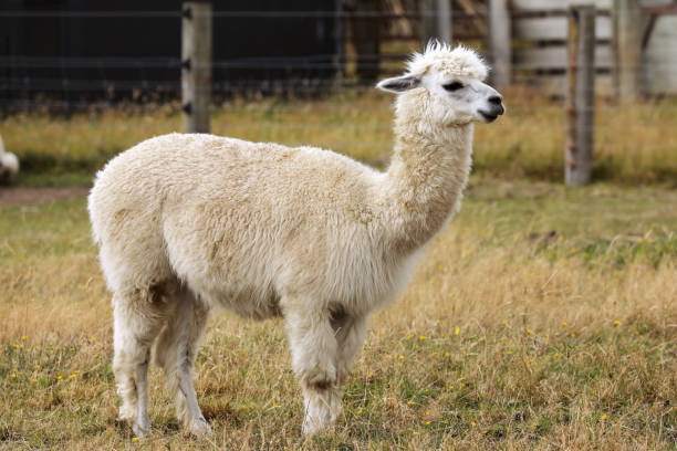 istock Alpaca in New Zealand 1144396895