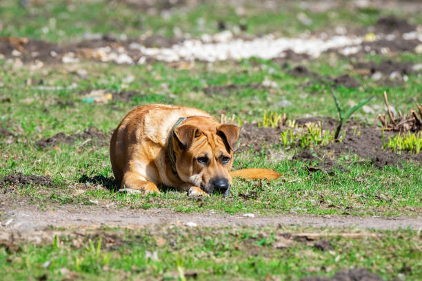 istock a dog on the nature 1144397853