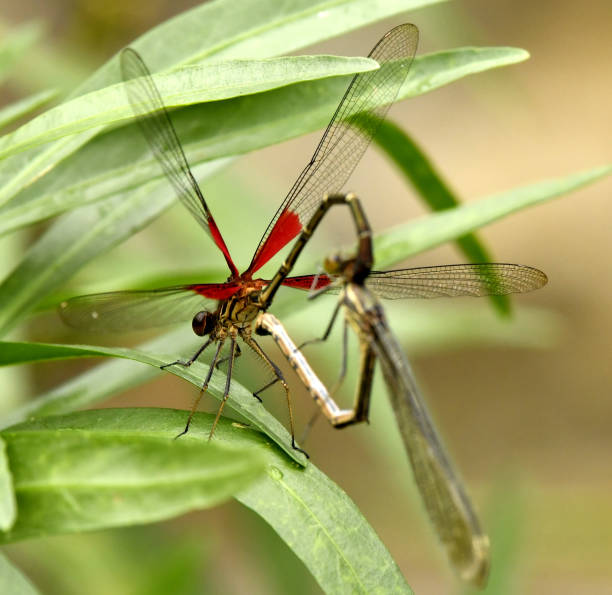 istock Rubyspot Damselfly mating Hearts 1144398107