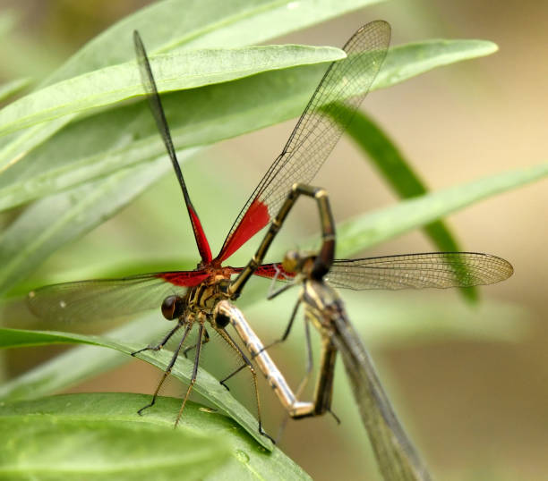 istock Rubyspot Damselfly mating Hearts 1144398141
