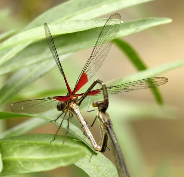 istock Rubyspot Damselfly mating Hearts 1144398184
