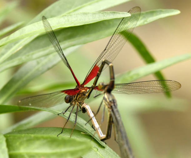 istock Rubyspot Damselfly mating Hearts 1144398238