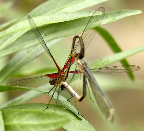 istock Rubyspot Damselfly mating Hearts 1144398240