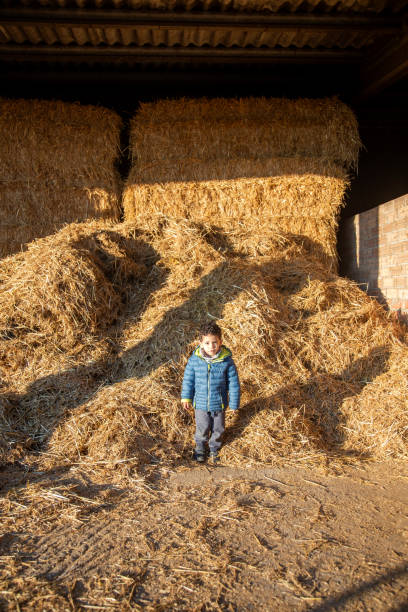 Child standing on a cow farm, in the straw