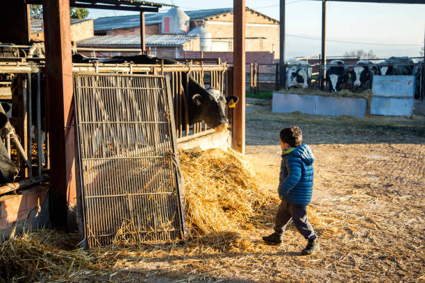 Child standing on a cow farm