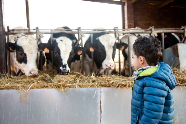 istock Child in Cows farm 1144398934
