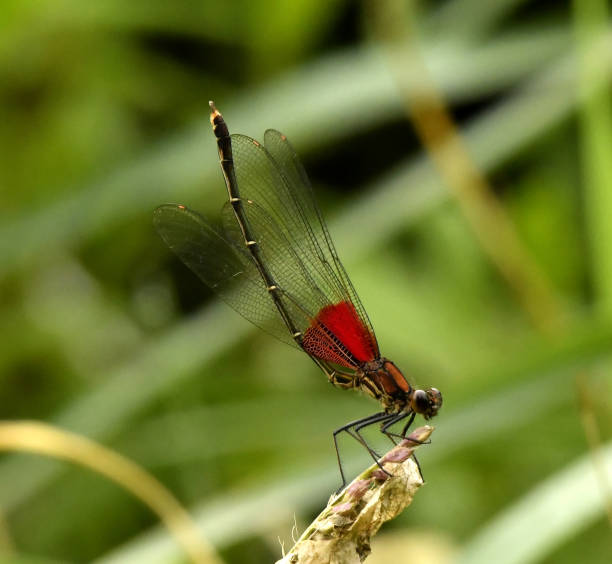 istock Male Rubyspot Damselfly 1144399462