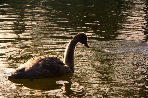 istock Big baby swan 1144400895