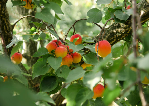 istock Bunch of organic apricots on tree 1144401117