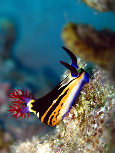 nembrotha nudibranch mar vermelho, nembrotha-megalã - nudibranch - fotografias e filmes do acervo