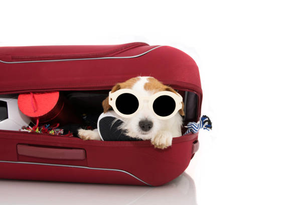 istock DOG INSIDE A RED MODERN BAGGAGE OR LUGGAGE GOING ON VACATIONS WEARING SUNGLASSES. ISOLATED AGAINST WHITE BACKGROUND. 1144401407