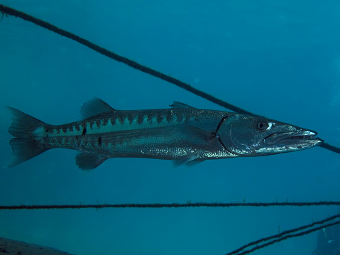 Great barracuda (Sphyraena barracuda)