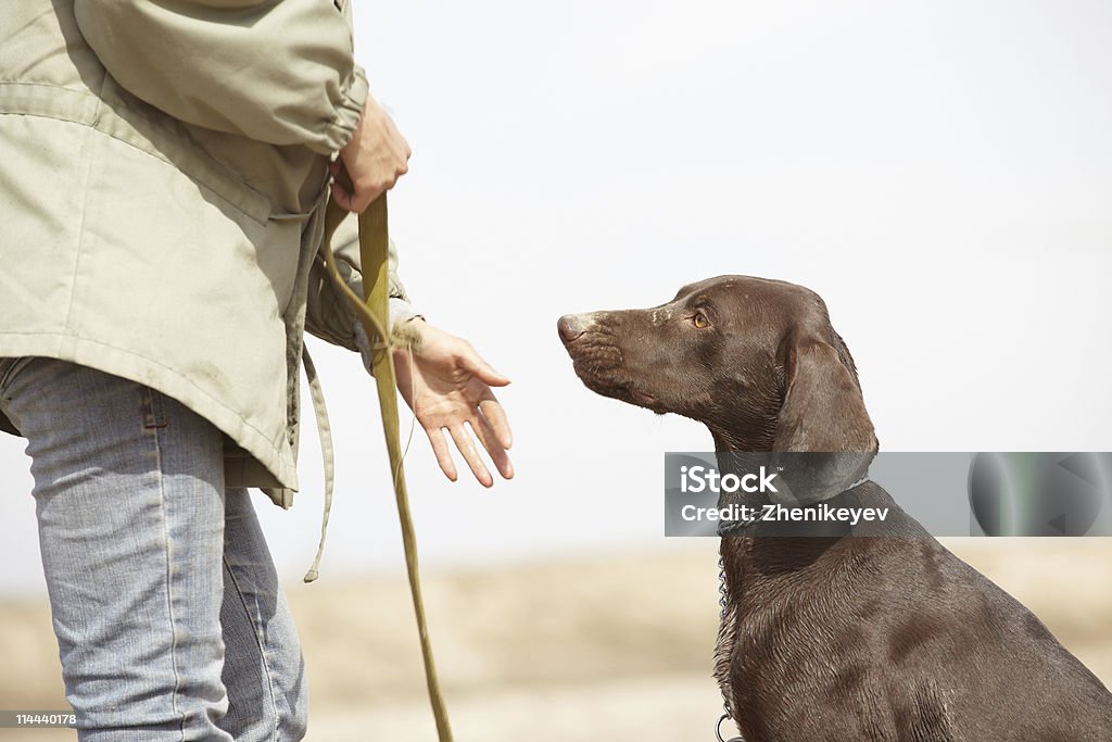 Cachorro e trainer - Foto de stock de Animal royalty-free