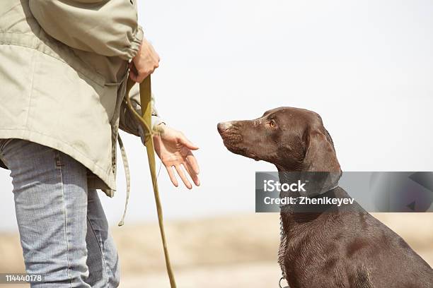 Foto de Cachorro E Trainer e mais fotos de stock de Animal - Animal, Animal de estimação, Cão