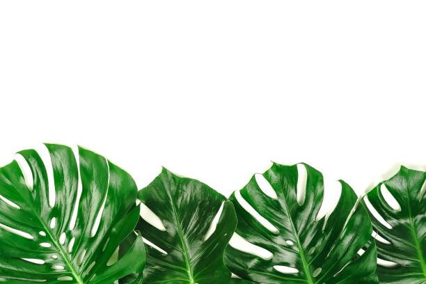 istock Green leaves tropical monstera isolated on white background top view. Copy space 1144402202