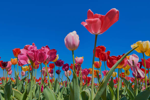 istock color picture with tulips in a field 1144402312