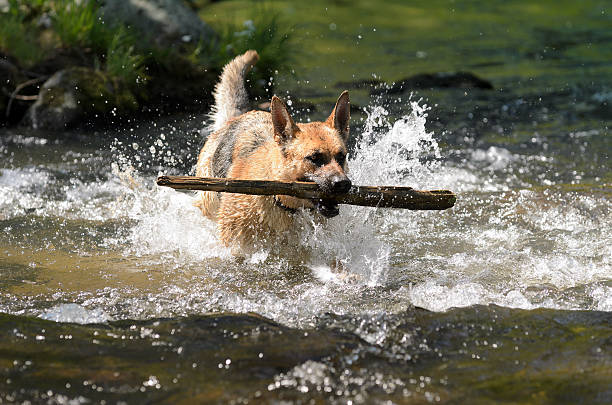 owczarek niemiecki pies pobiera w wodzie - dog retrieving german shepherd pets zdjęcia i obrazy z banku zdjęć