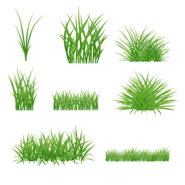 Vector illustration of set of realistic summer green grass elements. lawn and bunches. isolated on white background