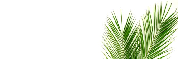 istock Banner tropical green palm leaves , branches pattern frame on a white background. top view.copy space.abstract. 1144404134