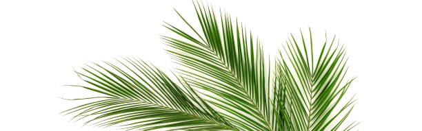 istock Banner tropical green palm leaves , branches pattern frame on a white background. top view.copy space.abstract. 1144404975