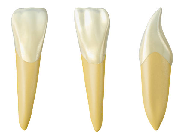 mandibular lateral incisor tooth in the buccal, palatal and lateral views. Realistic 3d illustration of mandibular lateral incisor tooth. mandibular lateral incisor tooth in the buccal, palatal and lateral views. Realistic 3d illustration of mandibular lateral incisor tooth. cusp stock pictures, royalty-free photos & images