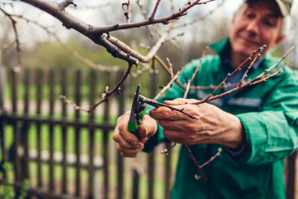istock Man pruning tree with clippers. Male farmer cuts branches in spring garden with pruning shears or secateurs 1144405085
