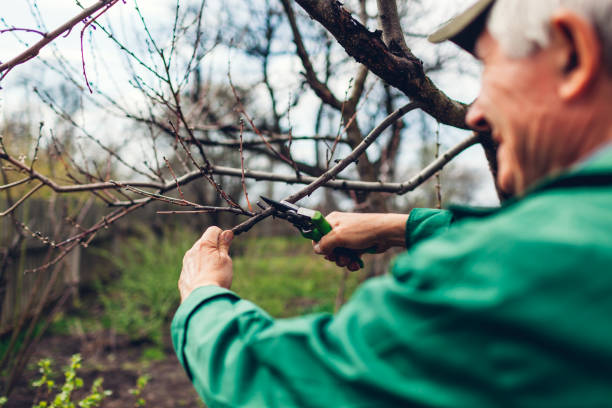 istock Man pruning tree with clippers. Male farmer cuts branches in spring garden with pruning shears or secateurs 1144405091